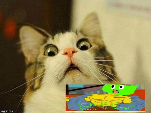 Scared Cat Meme | image tagged in memes,scared cat | made w/ Imgflip meme maker