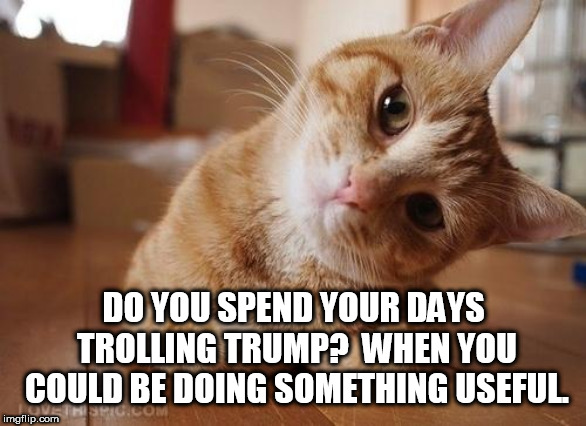 Curious Question Cat | DO YOU SPEND YOUR DAYS TROLLING TRUMP?
 WHEN YOU COULD BE DOING SOMETHING USEFUL. | image tagged in curious question cat | made w/ Imgflip meme maker