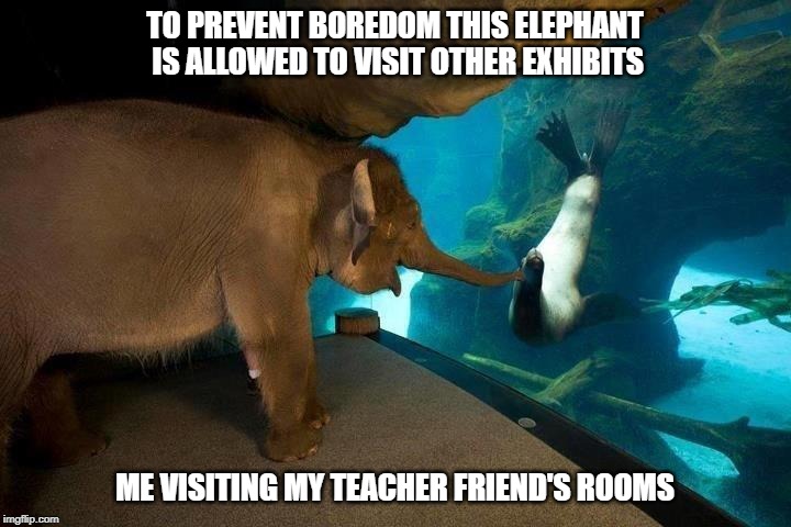 TO PREVENT BOREDOM THIS ELEPHANT IS ALLOWED TO VISIT OTHER EXHIBITS; ME VISITING MY TEACHER FRIEND'S ROOMS | image tagged in teacher,elephant | made w/ Imgflip meme maker