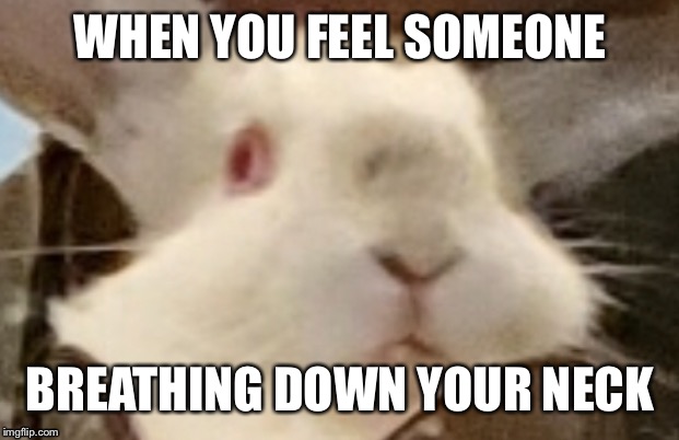 White bunny | WHEN YOU FEEL SOMEONE; BREATHING DOWN YOUR NECK | image tagged in bunny humor,funny,cute,funny memes,funny meme | made w/ Imgflip meme maker