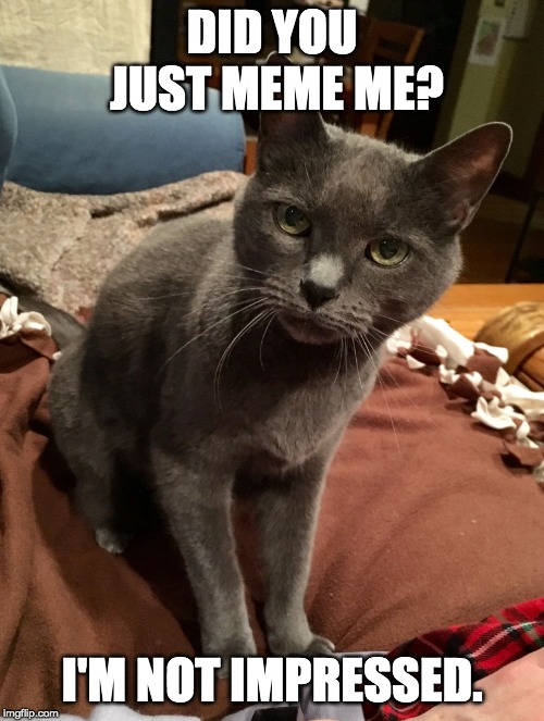 Excuse Me? Cat | DID YOU JUST MEME ME? I'M NOT IMPRESSED. | image tagged in excuse me cat,cute cats | made w/ Imgflip meme maker