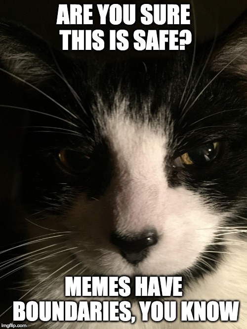 Skeptical Cat | ARE YOU SURE THIS IS SAFE? MEMES HAVE BOUNDARIES, YOU KNOW | image tagged in skeptical cat | made w/ Imgflip meme maker