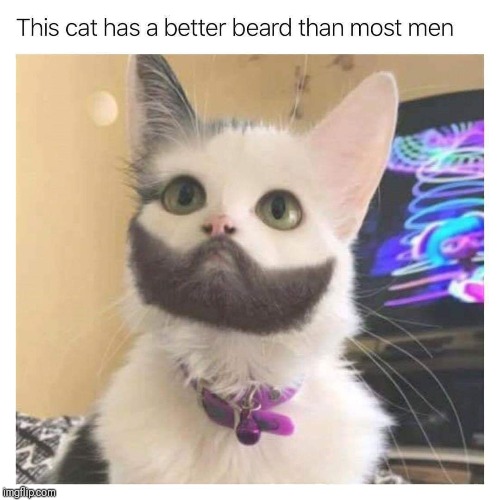 image tagged in memes,funny memes,cats,beard | made w/ Imgflip meme maker