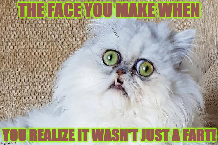 THE FACE YOU MAKE | THE FACE YOU MAKE WHEN; YOU REALIZE IT WASN'T JUST A FART! | image tagged in the face you make | made w/ Imgflip meme maker