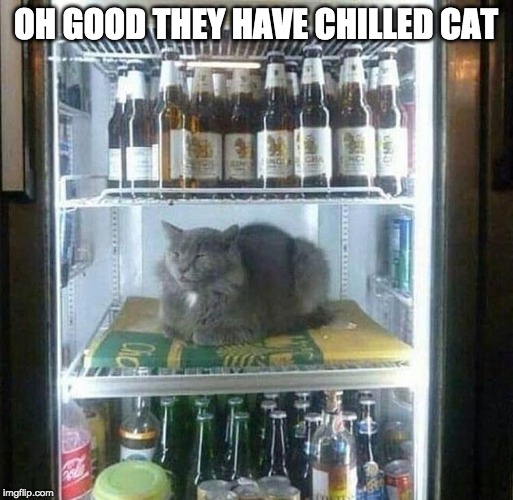 that's one cool cat | OH GOOD THEY HAVE CHILLED CAT | image tagged in cat,fridge,funny cats | made w/ Imgflip meme maker