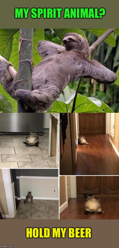 Just lying around the house. | MY SPIRIT ANIMAL? HOLD MY BEER | image tagged in sloth,cat,memes,funny | made w/ Imgflip meme maker