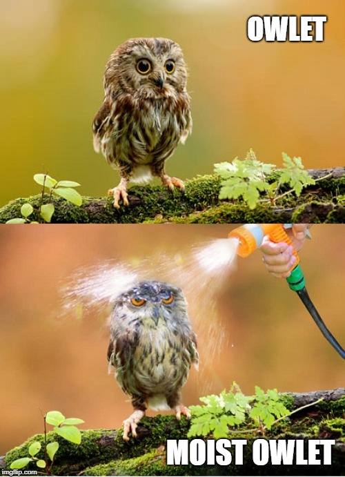 owlet | OWLET; MOIST OWLET | image tagged in moist owlet,owlet,funny owl | made w/ Imgflip meme maker