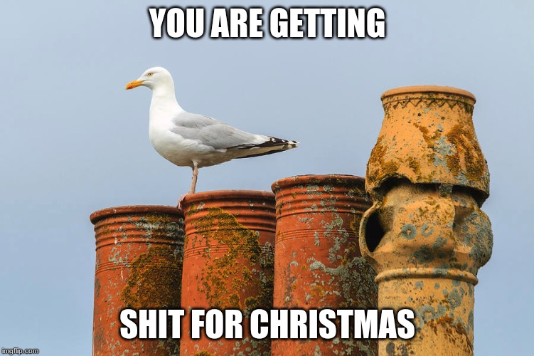 ur getin shit fr crismas | YOU ARE GETTING; SHIT FOR CHRISTMAS | image tagged in seagull,christmas,shit | made w/ Imgflip meme maker