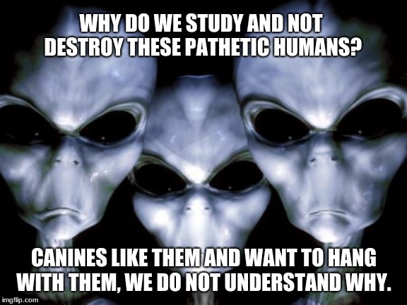 Dogs see goodness others miss. | WHY DO WE STUDY AND NOT DESTROY THESE PATHETIC HUMANS? CANINES LIKE THEM AND WANT TO HANG WITH THEM, WE DO NOT UNDERSTAND WHY. | image tagged in angry aliens,dogs,humans suck,canines,buy a dog | made w/ Imgflip meme maker
