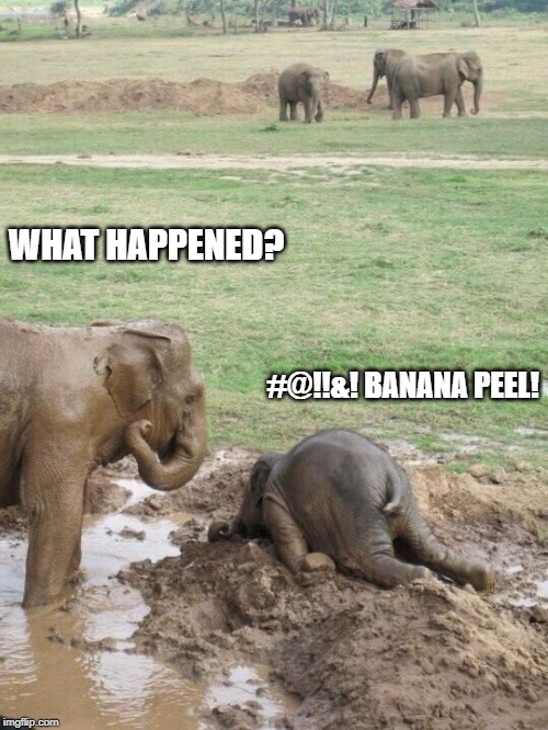 Slipped in the mud! | WHAT HAPPENED? #@!!&! BANANA PEEL! | image tagged in funny elephant,slipped in the mud,funny banana peel | made w/ Imgflip meme maker