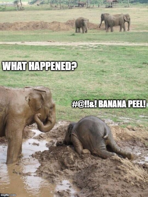 funny elephants memes