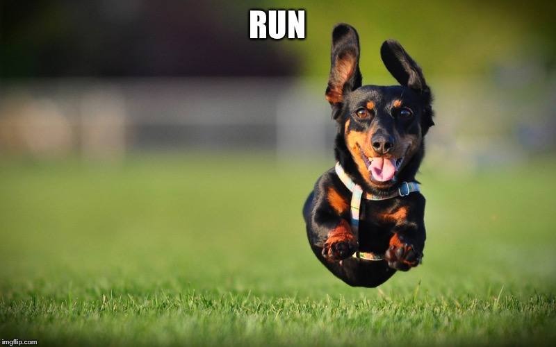 Dog Running | RUN | image tagged in dog running | made w/ Imgflip meme maker
