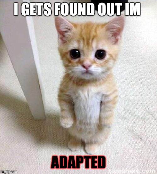 Cute Cat Meme | I GETS FOUND OUT IM; ADAPTED | image tagged in memes,cute cat | made w/ Imgflip meme maker