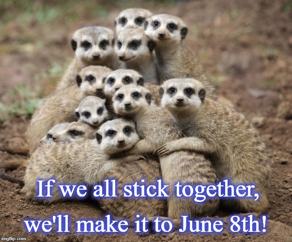 Meerkat Monday | we'll make it to June 8th! If we all stick together, | image tagged in meerkat monday | made w/ Imgflip meme maker
