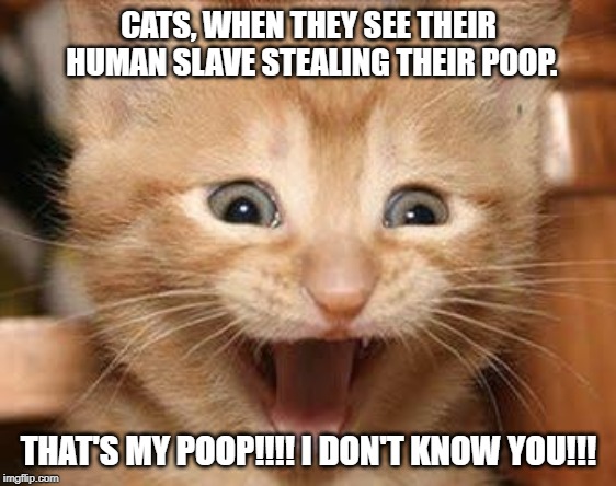 Excited Cat | CATS, WHEN THEY SEE THEIR HUMAN SLAVE STEALING THEIR POOP. THAT'S MY POOP!!!! I DON'T KNOW YOU!!! | image tagged in memes,excited cat | made w/ Imgflip meme maker