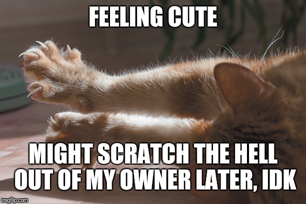 Cat Claws | FEELING CUTE MIGHT SCRATCH THE HELL OUT OF MY OWNER LATER, IDK | image tagged in cat claws | made w/ Imgflip meme maker