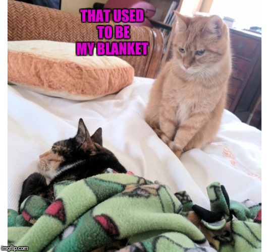 THAT USED TO BE MY BLANKET | image tagged in cats,betrayal | made w/ Imgflip meme maker