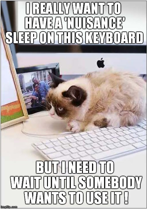 Grumpys Nuisance Sleep | I REALLY WANT TO HAVE A 'NUISANCE' SLEEP ON THIS KEYBOARD; BUT I NEED TO WAIT UNTIL SOMEBODY WANTS TO USE IT ! | image tagged in cats,grumpy cat | made w/ Imgflip meme maker