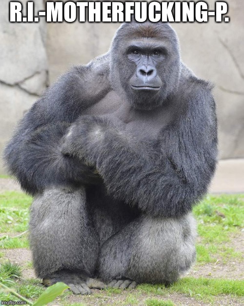 Harambe | R.I.-MOTHERF**KING-P. | image tagged in harambe | made w/ Imgflip meme maker