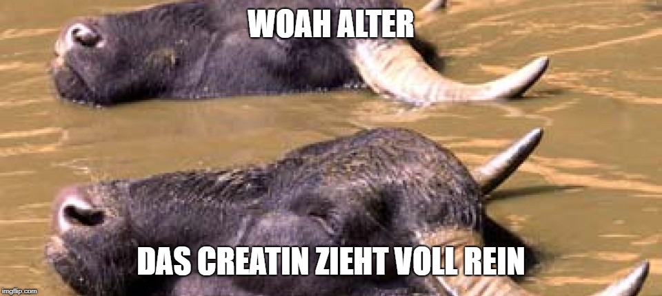 Wasserbüffel | WOAH ALTER; DAS CREATIN ZIEHT VOLL REIN | image tagged in wasserbffel | made w/ Imgflip meme maker