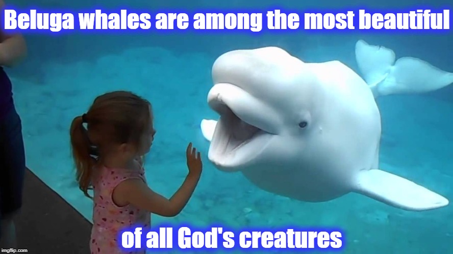 Beluga whales are among the most beautiful of all God's creatures | made w/ Imgflip meme maker