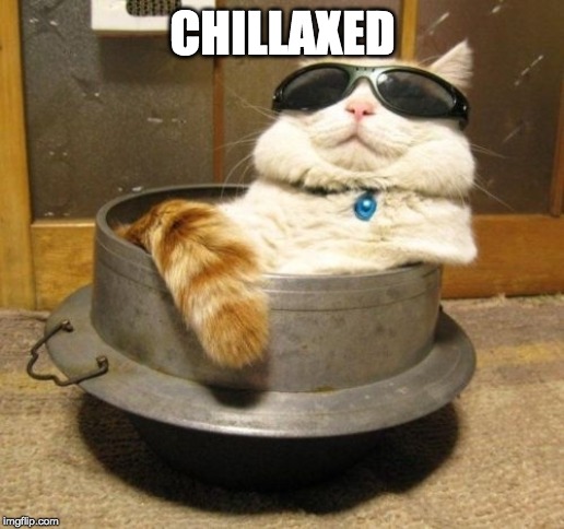 Cool cat | CHILLAXED | image tagged in cool cat | made w/ Imgflip meme maker
