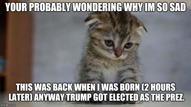 Sad kitten | YOUR PROBABLY WONDERING WHY IM SO SAD; THIS WAS BACK WHEN I WAS BORN (2 HOURS LATER) ANYWAY TRUMP GOT ELECTED AS THE PREZ. | image tagged in sad kitten | made w/ Imgflip meme maker