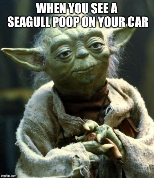 Star Wars Yoda | WHEN YOU SEE A SEAGULL POOP ON YOUR CAR | image tagged in memes,star wars yoda | made w/ Imgflip meme maker
