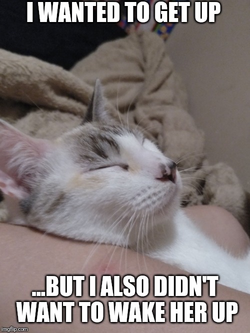 Lazy Cat | I WANTED TO GET UP; ...BUT I ALSO DIDN'T WANT TO WAKE HER UP | image tagged in lazy cat | made w/ Imgflip meme maker