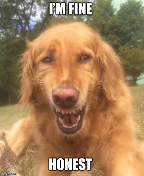 Awkward Smile Dog | I’M FINE HONEST | image tagged in awkward smile dog | made w/ Imgflip meme maker