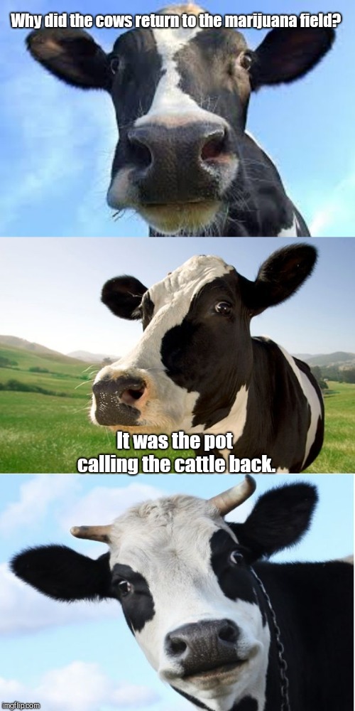 Bad Pun Cow | Why did the cows return to the marijuana field? It was the pot calling the cattle back. | image tagged in bad pun cow,joke,humor | made w/ Imgflip meme maker