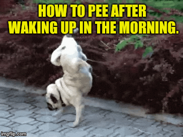 imgflip morning pee
