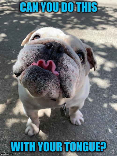 He can touch his nose with his tongue, too | CAN YOU DO THIS; WITH YOUR TONGUE? | image tagged in puppy tongue | made w/ Imgflip meme maker