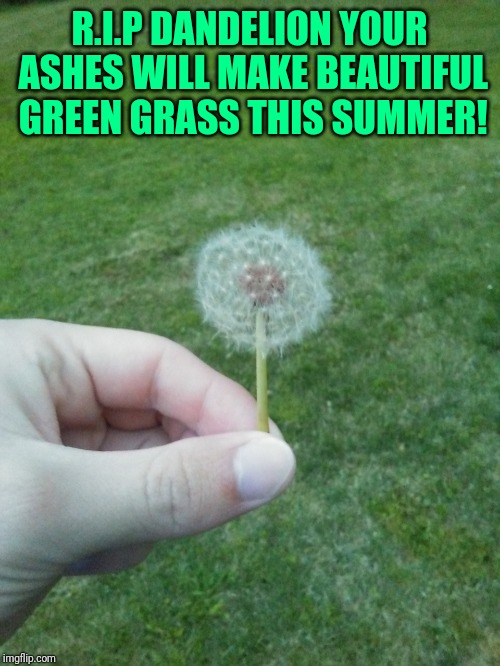 Dandelion | R.I.P DANDELION YOUR ASHES WILL MAKE BEAUTIFUL GREEN GRASS THIS SUMMER! | image tagged in dandelion | made w/ Imgflip meme maker