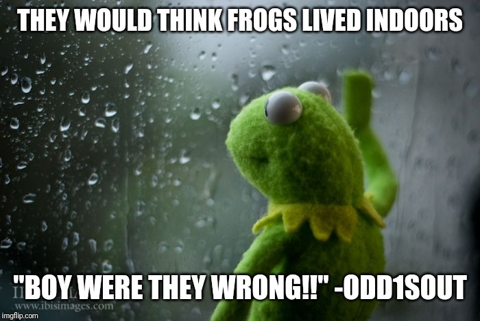 kermit window | THEY WOULD THINK FROGS LIVED INDOORS; "BOY WERE THEY WRONG!!" -ODD1SOUT | image tagged in kermit window | made w/ Imgflip meme maker