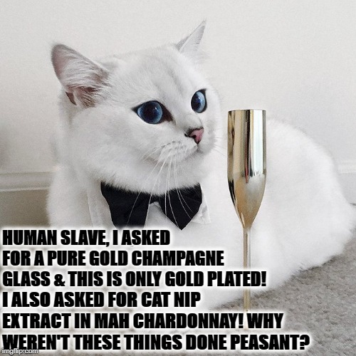 ROYAL DOUCHE BAG | HUMAN SLAVE, I ASKED FOR A PURE GOLD CHAMPAGNE GLASS & THIS IS ONLY GOLD PLATED! I ALSO ASKED FOR CAT NIP EXTRACT IN MAH CHARDONNAY! WHY WEREN'T THESE THINGS DONE PEASANT? | image tagged in royal douche bag | made w/ Imgflip meme maker