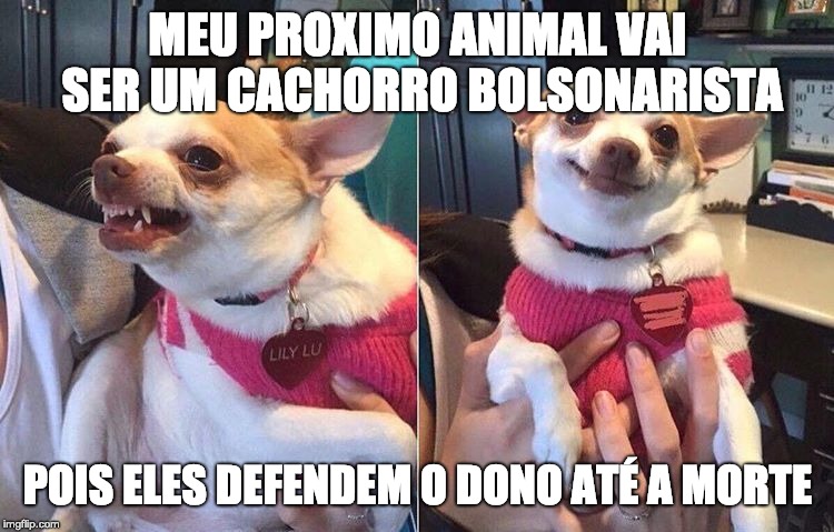 bolsonaro | MEU PROXIMO ANIMAL VAI SER UM CACHORRO BOLSONARISTA; POIS ELES DEFENDEM O DONO ATÉ A MORTE | image tagged in angry dog meme,bolsonaro | made w/ Imgflip meme maker