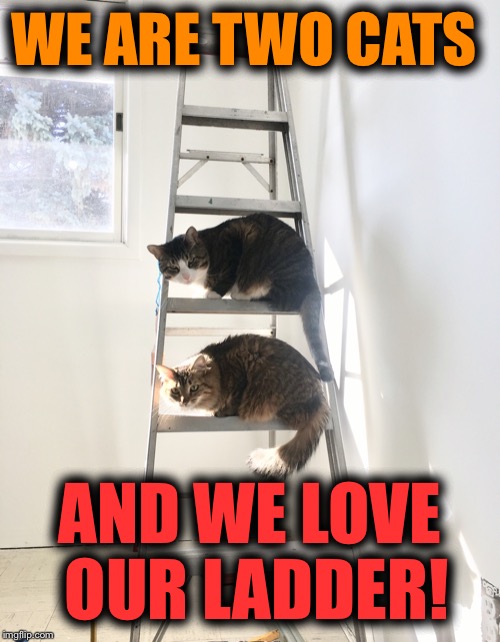 Our daughters cats LOVE the ladder...NOW THAT THEY LEARNED TO CLIMB DOWN!!! | WE ARE TWO CATS; AND WE LOVE OUR LADDER! | image tagged in cats,cat,grumpy cat,funny memes,cat memes,cute cat | made w/ Imgflip meme maker