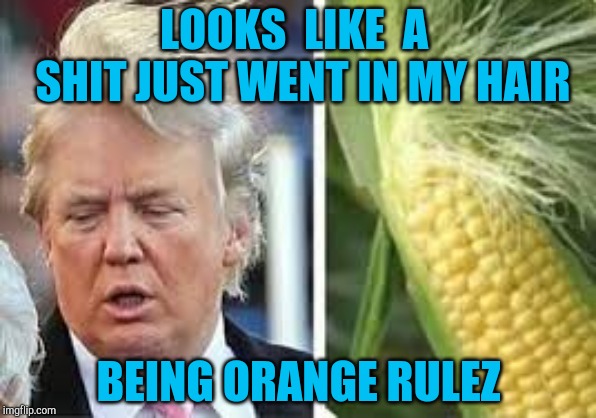 donald trump hair | LOOKS  LIKE  A  SHIT JUST WENT IN MY HAIR; BEING ORANGE RULEZ | image tagged in donald trump hair | made w/ Imgflip meme maker