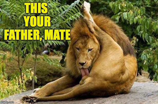 lion licking balls | THIS YOUR FATHER, MATE | image tagged in lion licking balls | made w/ Imgflip meme maker