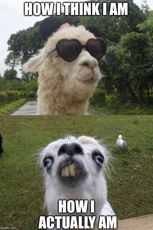 I’m not cool | HOW I THINK I AM; HOW I ACTUALLY AM | image tagged in cool llama,retarded goat,cool,not cool,how i think i look,memes | made w/ Imgflip meme maker