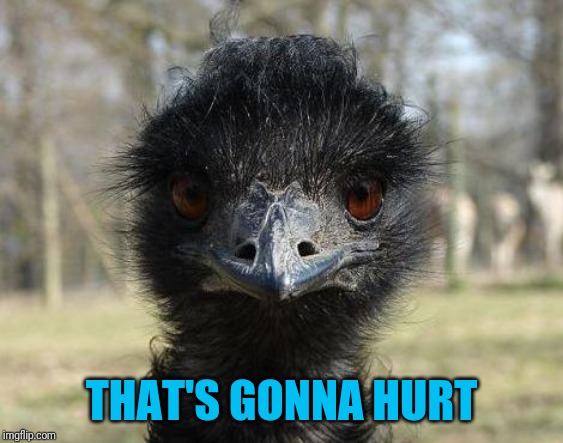 Bad News Emu | THAT'S GONNA HURT | image tagged in bad news emu | made w/ Imgflip meme maker
