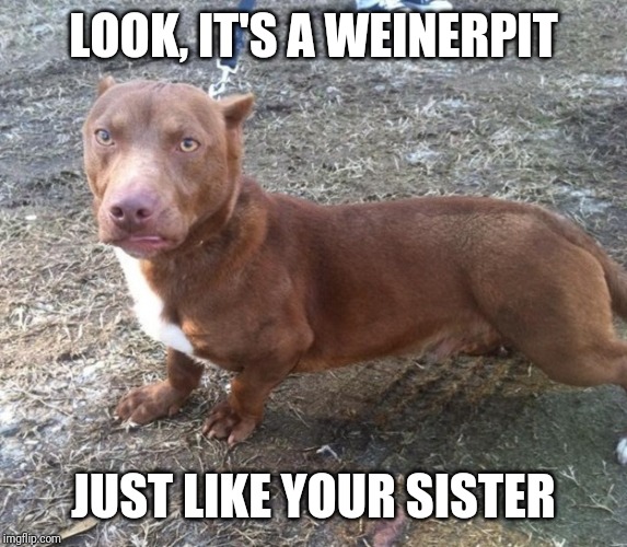 Weiner Pit | LOOK, IT'S A WEINERPIT; JUST LIKE YOUR SISTER | image tagged in weiner pit | made w/ Imgflip meme maker