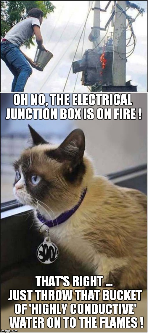 Grumpy lesson in 'How to Deal with an Electrical Fire' for the Hard-of-Thinking ! | OH NO, THE ELECTRICAL JUNCTION BOX IS ON FIRE ! THAT'S RIGHT ... JUST THROW THAT BUCKET OF 'HIGHLY CONDUCTIVE'  WATER ON TO THE FLAMES ! | image tagged in cats,grumpy cat,darwin award | made w/ Imgflip meme maker