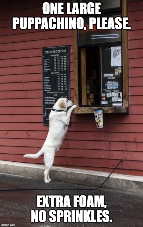 ONE LARGE PUPPACHINO, PLEASE. EXTRA FOAM, NO SPRINKLES. | image tagged in dogs pets funny | made w/ Imgflip meme maker