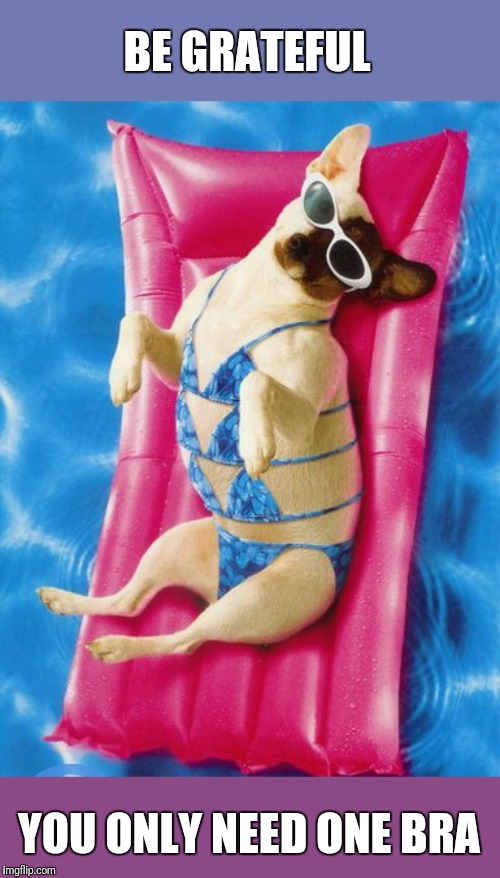 Bikini dog | BE GRATEFUL; YOU ONLY NEED ONE BRA | image tagged in bikini dog | made w/ Imgflip meme maker