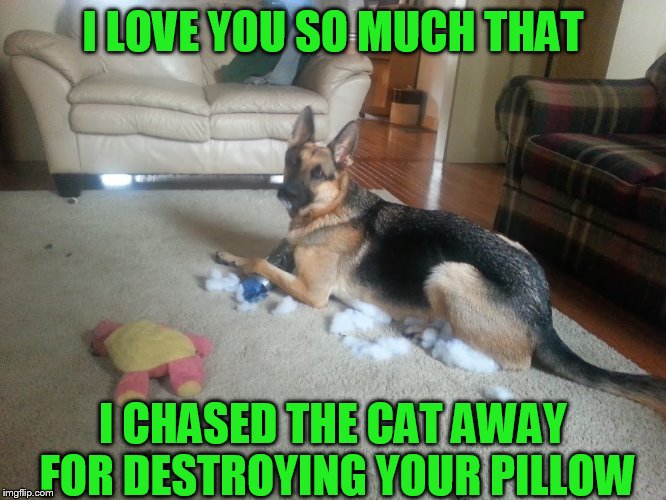 I LOVE YOU SO MUCH THAT I CHASED THE CAT AWAY FOR DESTROYING YOUR PILLOW | made w/ Imgflip meme maker