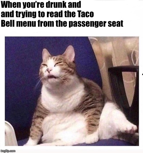 Confused fat cat | When you’re drunk and and trying to read the Taco Bell menu from the passenger seat | image tagged in confused fat cat | made w/ Imgflip meme maker