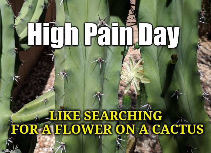 High pain day | High Pain Day; LIKE SEARCHING FOR A FLOWER ON A CACTUS | image tagged in pain | made w/ Imgflip meme maker