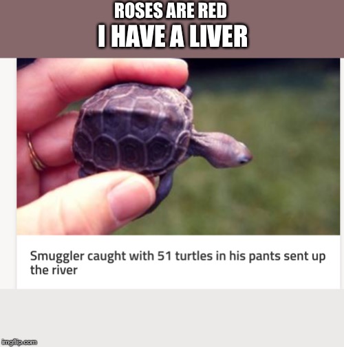 Turtle | ROSES ARE RED; I HAVE A LIVER | image tagged in turtle | made w/ Imgflip meme maker